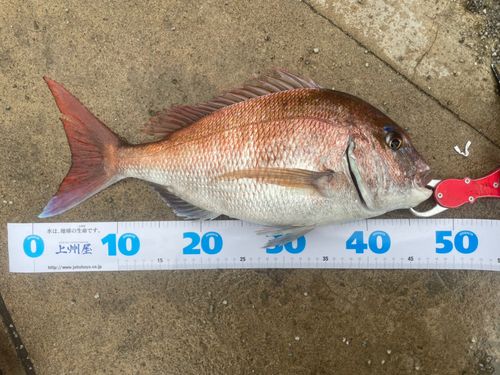タイの釣果