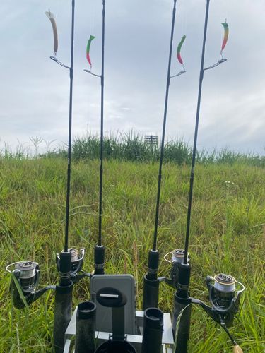 レインボートラウトの釣果