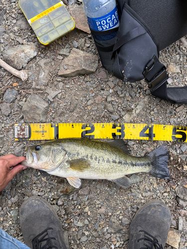 ブラックバスの釣果