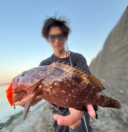 キジハタの釣果