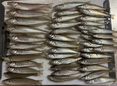キスの釣果