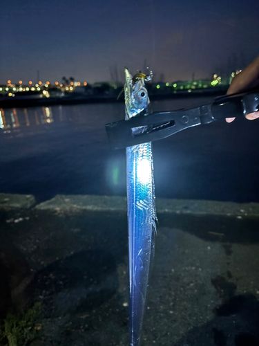 タチウオの釣果