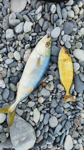 ワカシの釣果