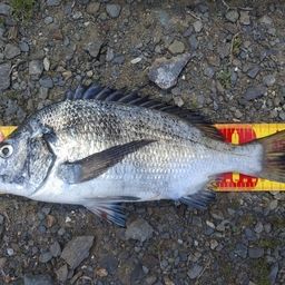 アングラー4170014さんの2026年05月31日(日)の釣行(宮城県 - 県南
