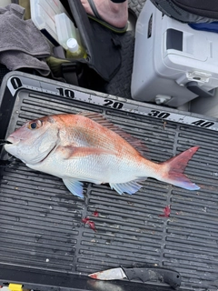 マダイの釣果