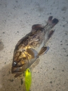 クロソイの釣果
