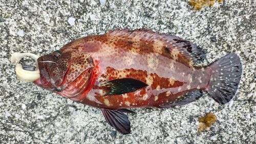 アザハタの釣果