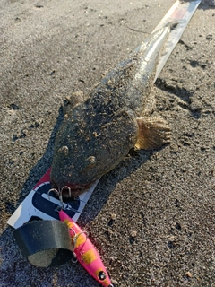 マゴチの釣果