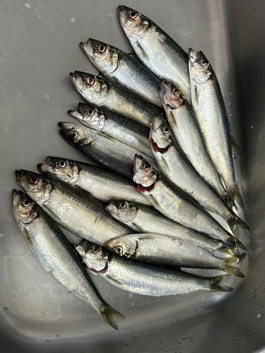 ニシンの釣果