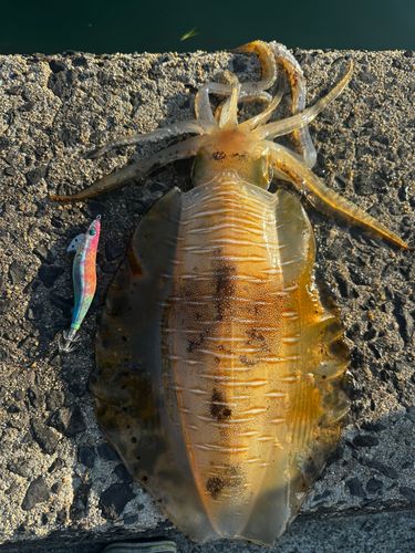 アオリイカの釣果