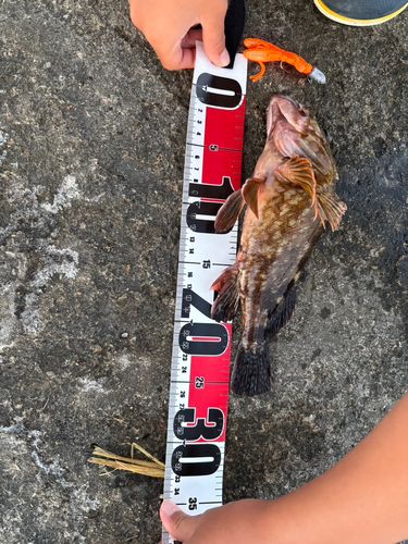カサゴの釣果