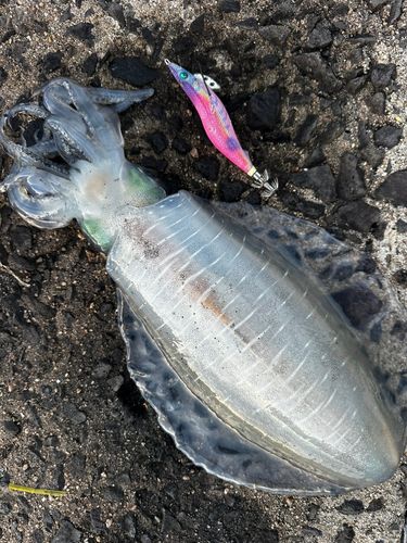 アオリイカの釣果