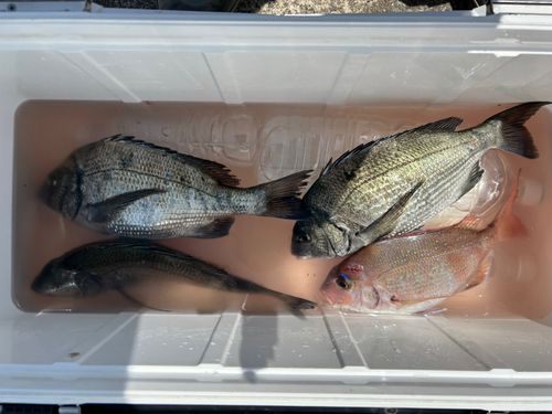 クロダイの釣果