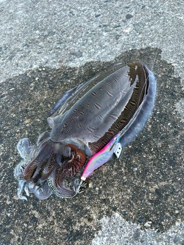モンゴウイカの釣果