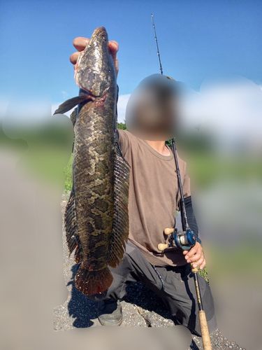 カムルチーの釣果