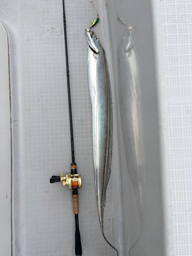 タチウオの釣果