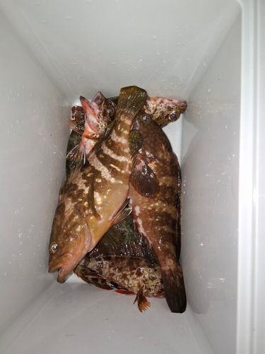 キジハタの釣果