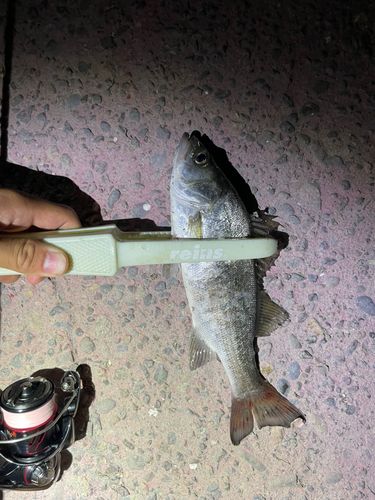 セイゴ（ヒラスズキ）の釣果