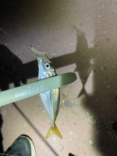 マアジの釣果