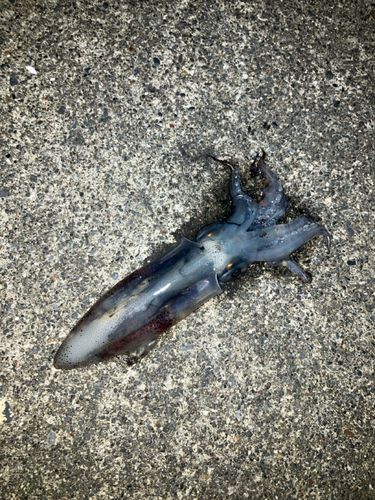 ヒイカの釣果