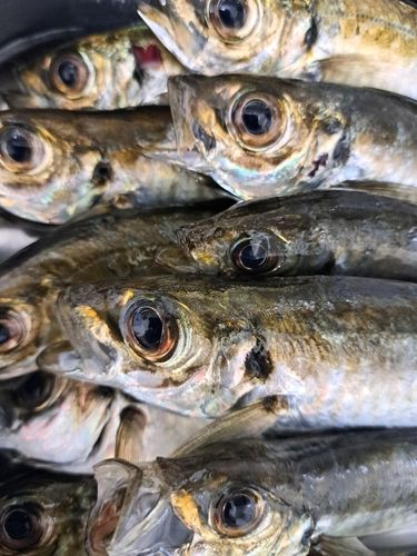 マアジの釣果