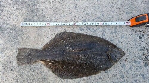 カレイの釣果