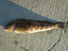 アイナメの釣果