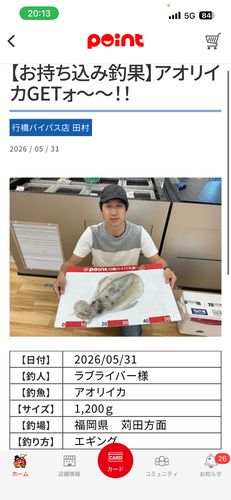 アオリイカの釣果