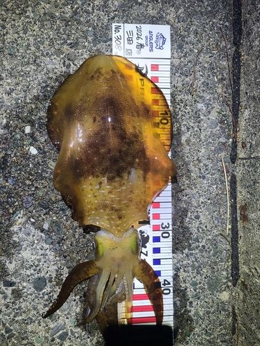 アオリイカの釣果
