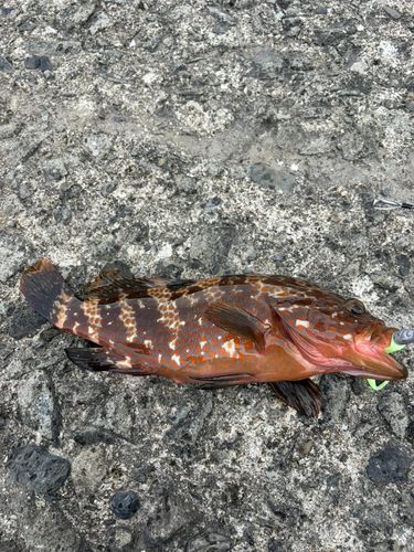 キジハタの釣果