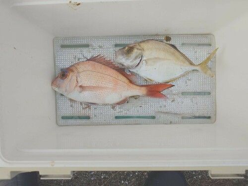 タイの釣果