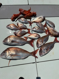 タイの釣果