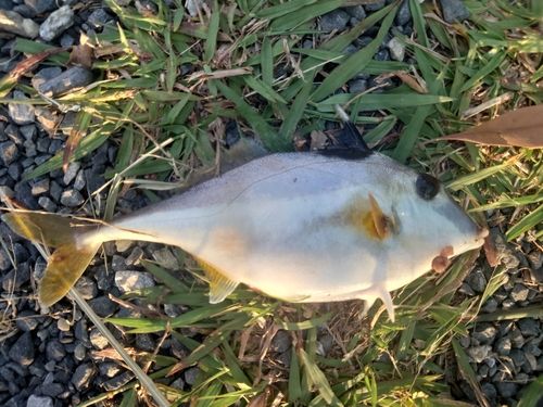 ギマの釣果