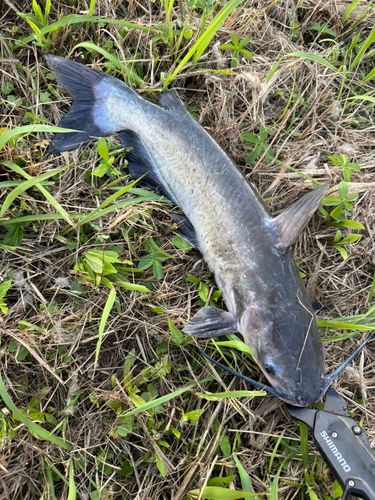 アメリカナマズの釣果