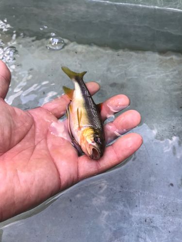カワムツの釣果