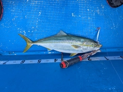 イナダの釣果