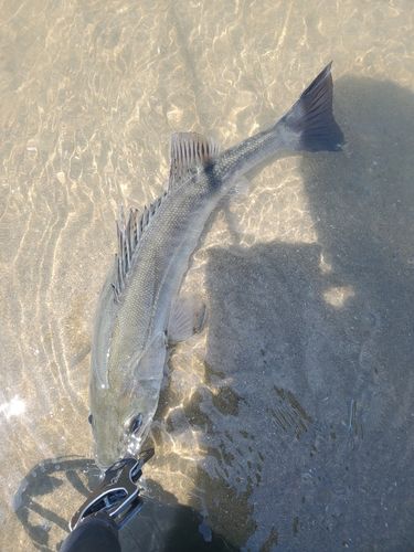 スズキの釣果