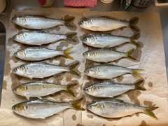 コノシロの釣果