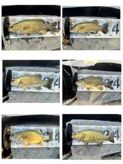スモールマウスバスの釣果