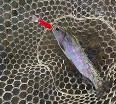 ニジマスの釣果