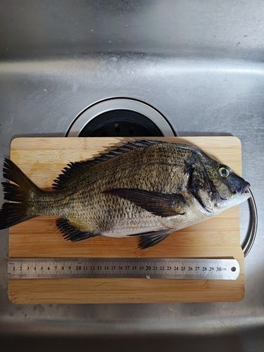 チヌの釣果