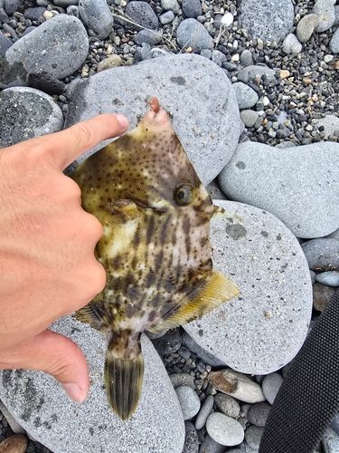 カワハギの釣果