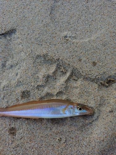 キスの釣果