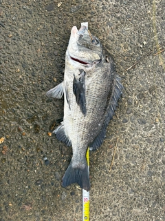 クロダイの釣果