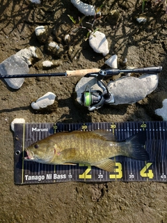 スモールマウスバスの釣果