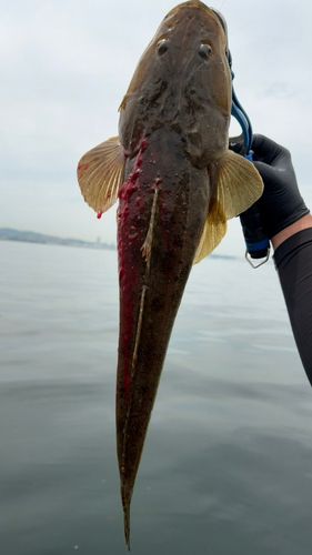 マゴチの釣果