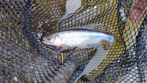 オイカワの釣果