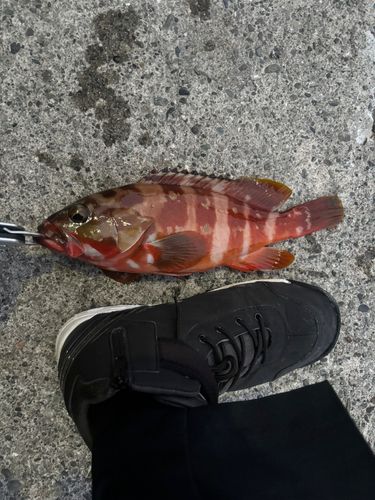 アカハタの釣果