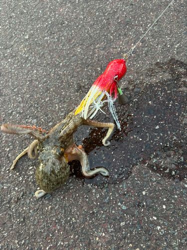 タコの釣果