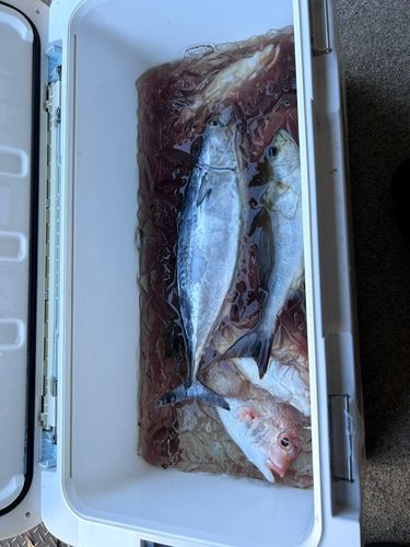 スマカツオの釣果